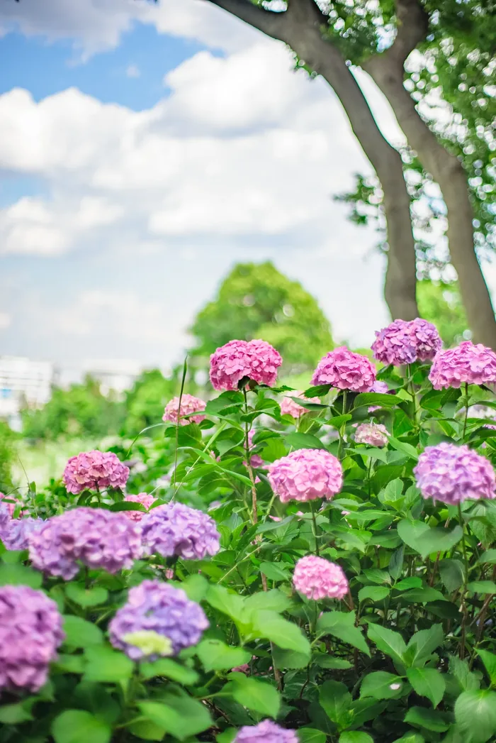 紫陽花