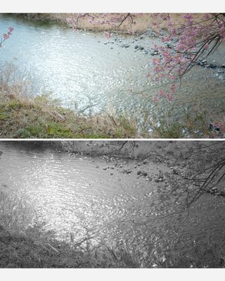 カラーグレーディング カラー モノクロ 川辺の桜